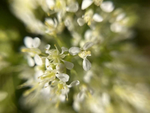 Białe Małe Kwiaty Gałęzi — Zdjęcie stockowe