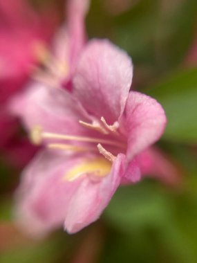 Küçük kırmızı çiçekler, makro fotoğraf.