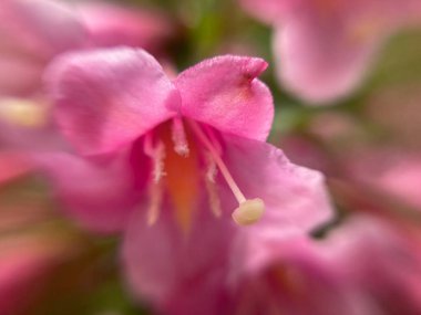 Küçük kırmızı çiçekler, makro fotoğraf.