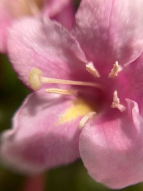 Küçük kırmızı çiçekler, makro fotoğraf.