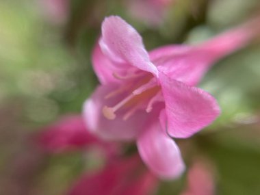Küçük kırmızı çiçekler, makro fotoğraf.