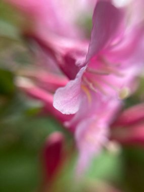 Küçük kırmızı çiçekler, makro fotoğraf.