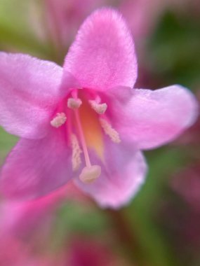 Küçük kırmızı çiçekler, makro fotoğraf.