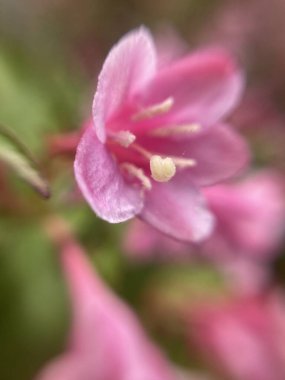 Küçük kırmızı çiçekler, makro fotoğraf.