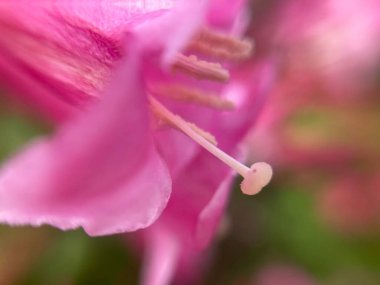 Küçük kırmızı çiçekler, makro fotoğraf.