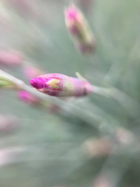 小さなマゼンタの花マクロショット — ストック写真