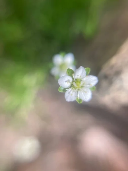 Pequeña Flor Blanca Hierba Macrofotografía — Foto de Stock