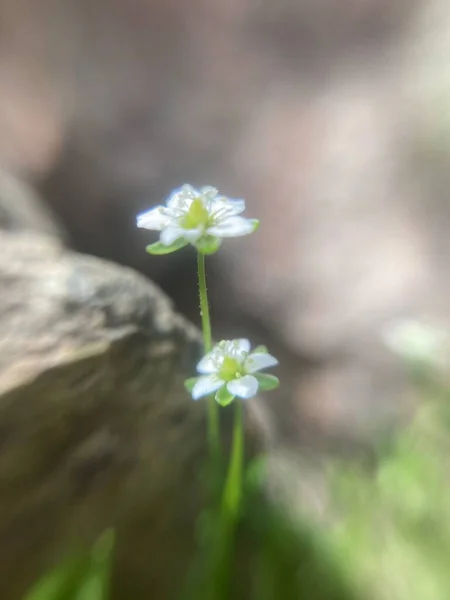 Маленький Белый Цветок Траве Макрофотография — стоковое фото
