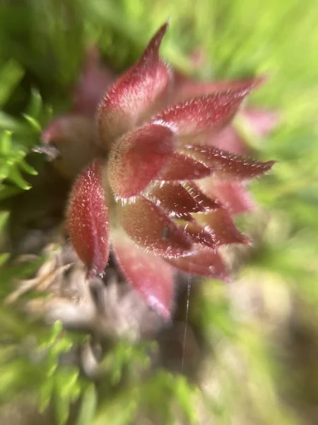 Miniaturowy Kwiat Ogrodowy Odmłodzony Alpejskie Wzgórze — Zdjęcie stockowe