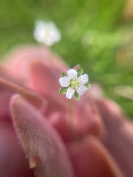 Маленька Біла Квітка Траві Макрофотографія — стокове фото