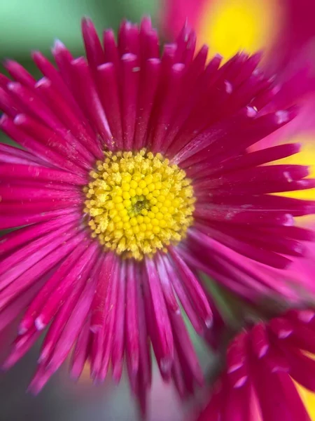 Flor Escarlate Com Centro Amarelo — Fotografia de Stock