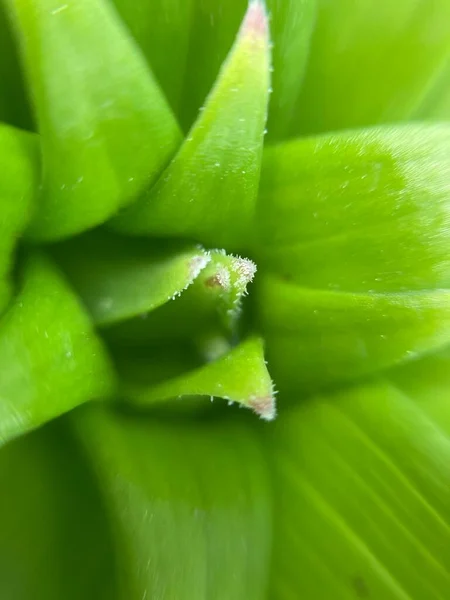 Élénk Zöld Makro Fotózás — Stock Fotó