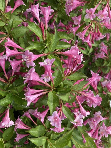 Küçük kırmızı çiçekler, makro fotoğraf.