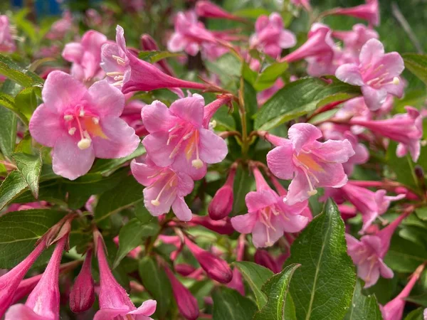 Küçük kırmızı çiçekler, makro fotoğraf.