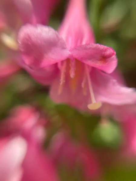 Pequenas Flores Vermelhas Macrofotografia — Fotografia de Stock