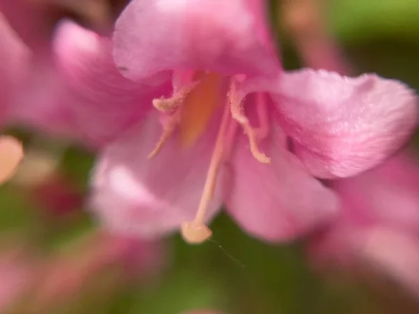 Kleine Rote Blüten Makrofotografie — Stockfoto