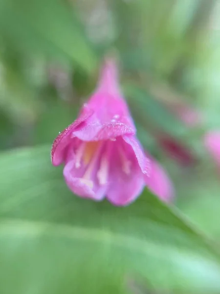 Kleine Rote Blüten Makrofotografie — Stockfoto