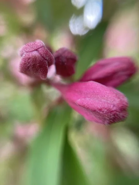 Pequenas Flores Vermelhas Macrofotografia — Fotografia de Stock
