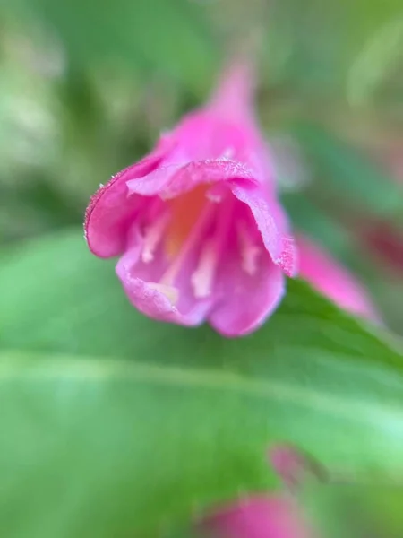 Una Pequeña Flor Tono Rojo Macrofotografía —  Fotos de Stock