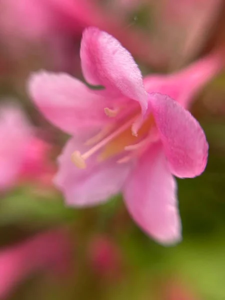 Kleine Rote Blüten Makrofotografie — Stockfoto
