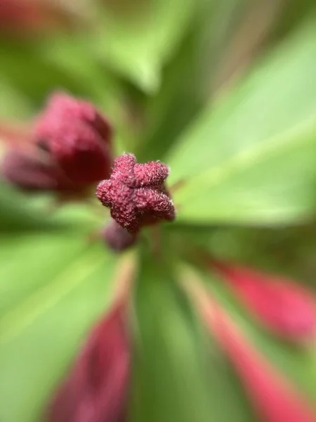 Flores Rojas Pequeñas Macrofotografía —  Fotos de Stock