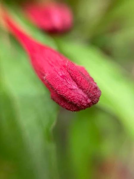 Małe Czerwone Kwiaty Makro Fotografie — Zdjęcie stockowe