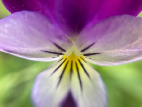 Flor Pansies Jardim — Fotografia de Stock