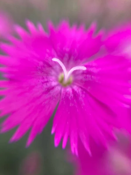 Piccolo Fiore Magenta Macro Shot — Foto Stock