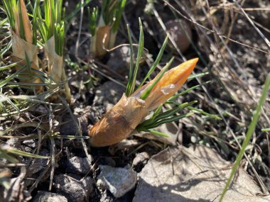 Narin sarı timsahlar - Bahar çiçekleri