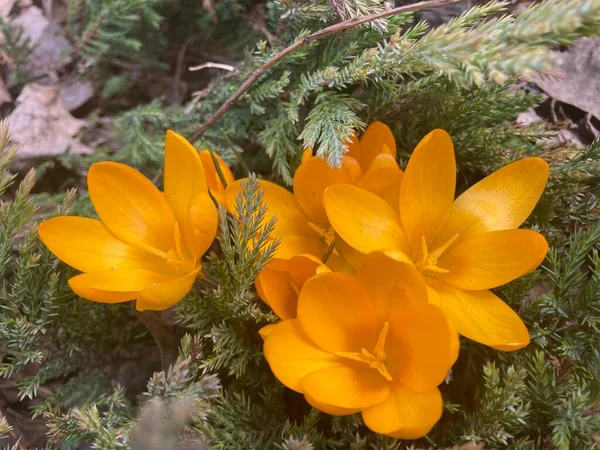 Delicate Yellow Crocuses Spring Flowers — Stock Photo, Image