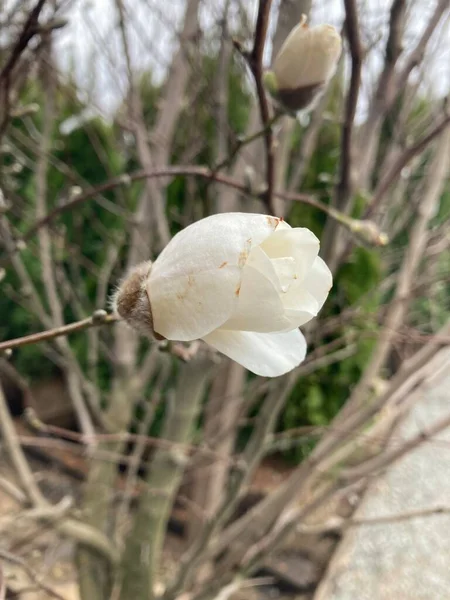 Weiße Und Rosa Tulpenblüten Wachsen Einem Garten — Stockfoto