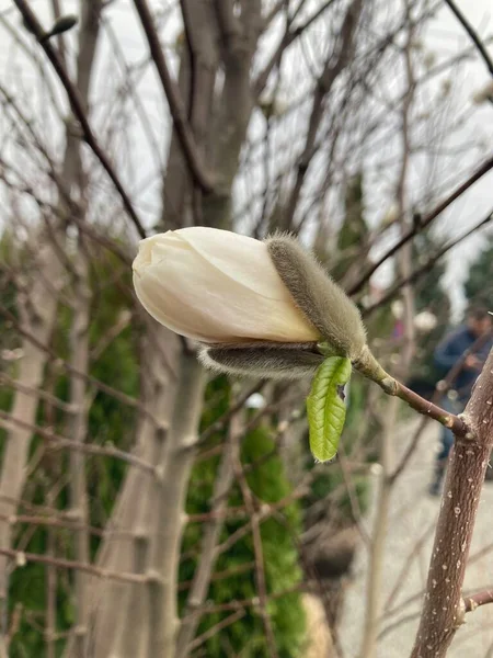 Vacker Botanisk Skott Naturliga Tapeter Magnolia Blomma — Stockfoto