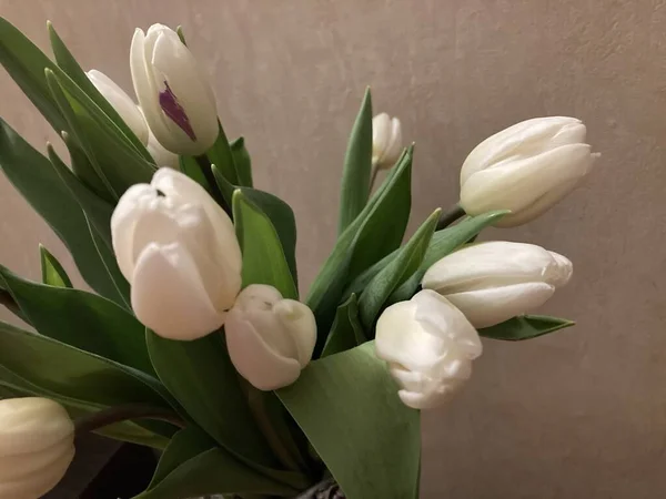 Bouquet Tulipes Blanches Dans Vase — Photo