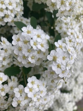 Arka planda mavi gökyüzü olan beyaz bahar çiçekleri.
