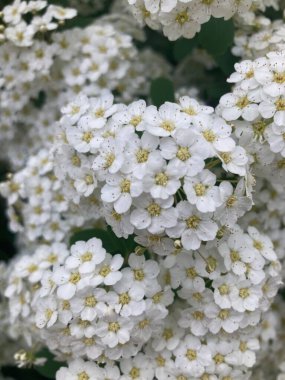Arka planda mavi gökyüzü olan beyaz bahar çiçekleri.