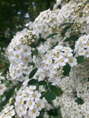 Arka planda mavi gökyüzü olan beyaz bahar çiçekleri.