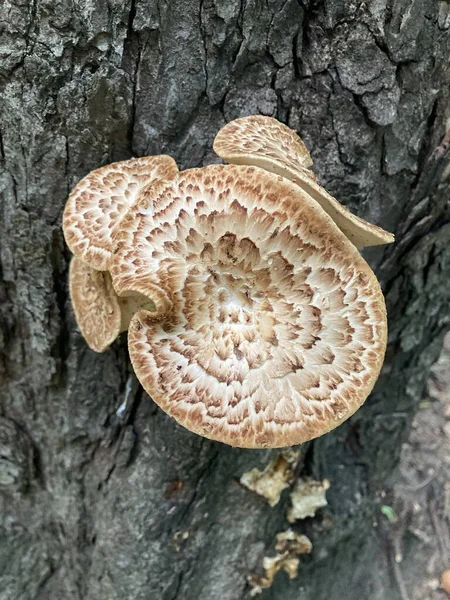 Cogumelo Floresta — Fotografia de Stock