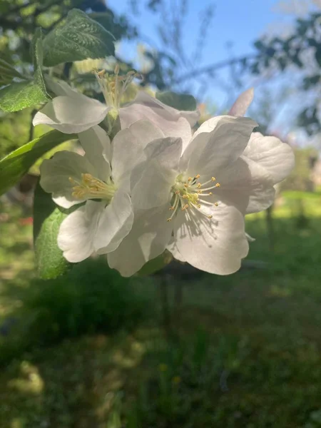Білі Квіти Лісі — стокове фото