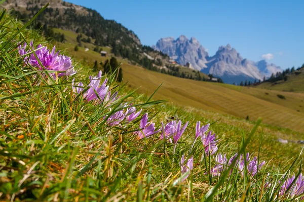 Bloemen van dolomiti berg — Stockfoto