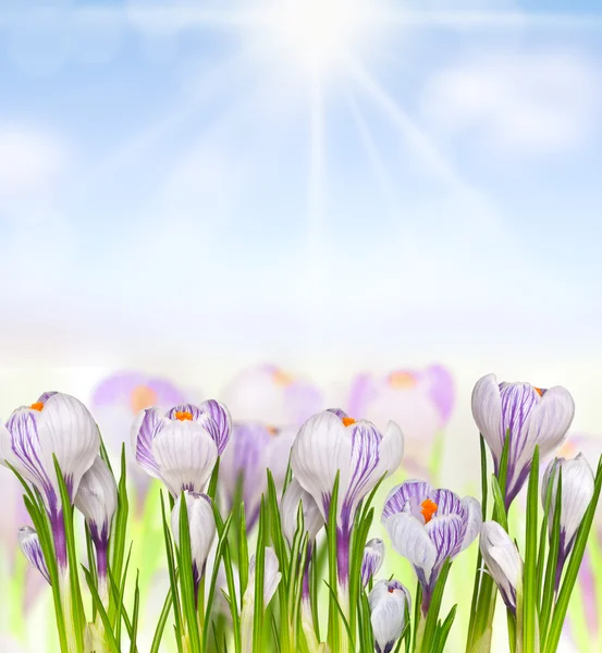 Lindas flores de primavera — Fotografia de Stock