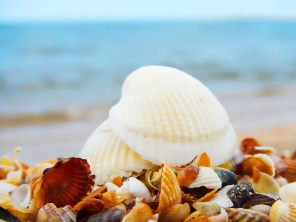 Seascape with shells — Stock Photo, Image