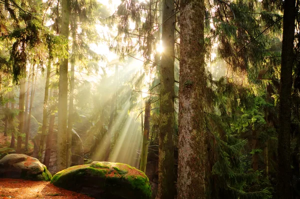 Όμορφο δάσος και ηλιαχτίδες — Φωτογραφία Αρχείου