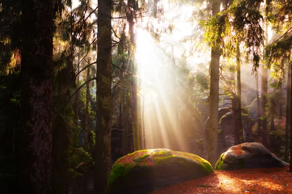 Hermoso bosque y rayos de sol —  Fotos de Stock