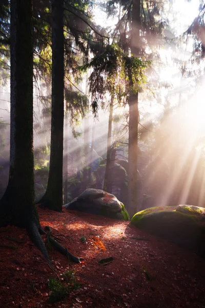 아름 다운 숲과 태양 열 — 스톡 사진