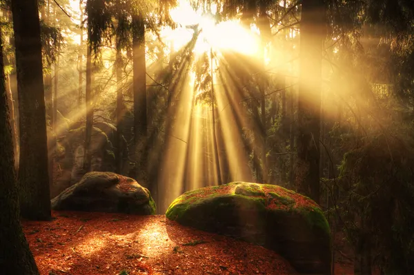 Bela floresta e raios de sol — Fotografia de Stock
