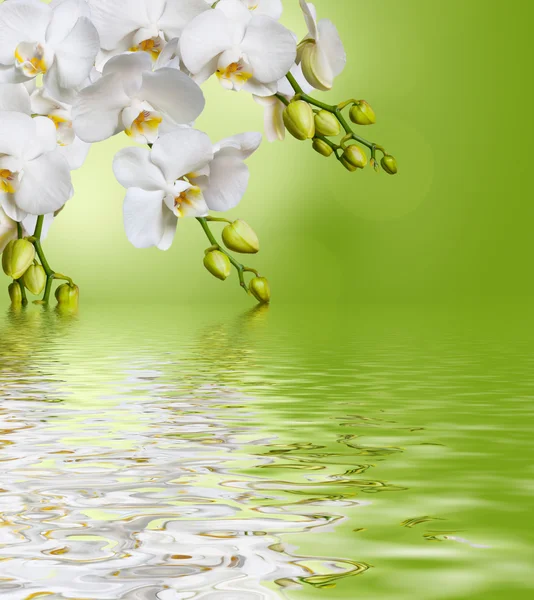 Hermosa orquídea blanca —  Fotos de Stock