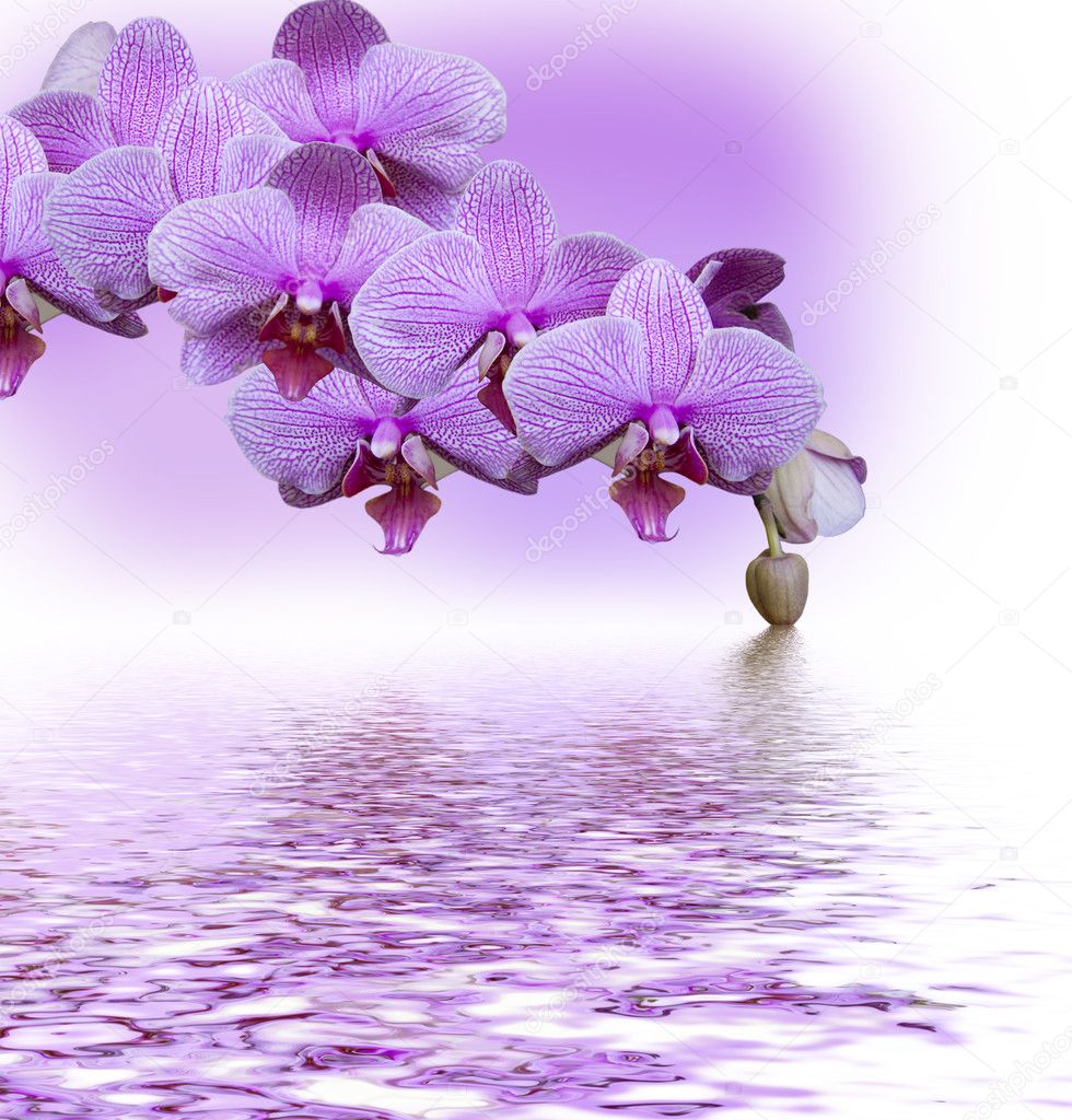 Fotos de Orquídea lilás, Imagens de Orquídea lilás sem royalties |  Depositphotos
