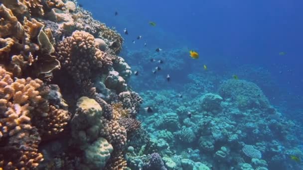 Υποβρύχια πολύχρωμα τροπικά ψάρια και όμορφα κοράλλια — Αρχείο Βίντεο