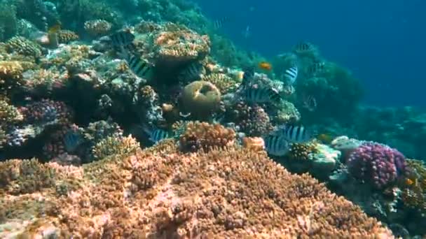 Terumbu karang tropis. Ikan bawah laut di Ras Mohamed, Sharm el Sheikh, Mesir — Stok Video