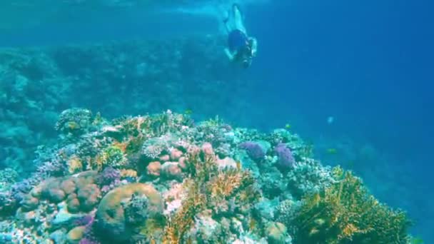 Chica de buceo en el mar Rojo cerca de los arrecifes de coral con peces — Vídeos de Stock